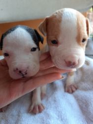 One month old red nose pitbulls