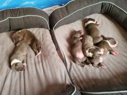 Beautiful bluenose pitbull puppies