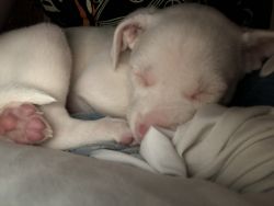 Beautiful Corgi/pitbull puppy for sale
