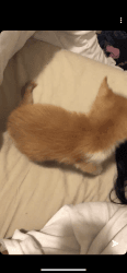 Cute Orange Kitty