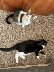 Selling 2 amazing cats