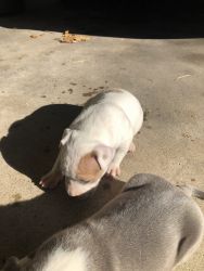 California blue bully x blue nose 4week old pullo
