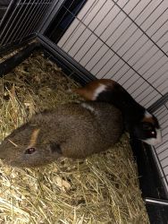 2 Guinea pigs for sale
