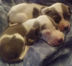 2 Pit Bull Puppies Girl and a Boy