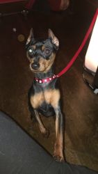 One year old pinscher, every energetic and very kind with everyone