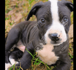 American black and white pitbull puppy