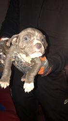 Selling My Puppy