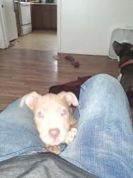 Full blood female pit puppy