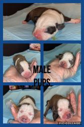 Blue nose brindle pits