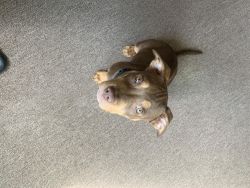 4week Red nose Pit for sell