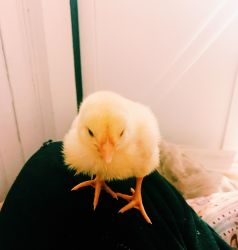 Baby Chicks for sale