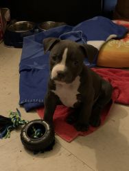 Blue Nose Bully Puppy For Sale