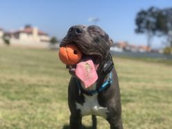 Lovable 10 month old Blue Nose Pit Bull