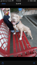 Looking to re -home 1 year old male Pitty