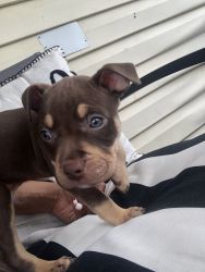 Puppy pitpull mixed with red nose blue nose