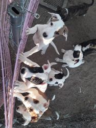 Puppies for sale, in need of good homes