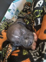 8 week old Pitbull puppy for sale in Vegas!