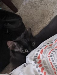 Adult neutered black cat