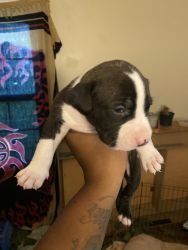 Three pitbull puppies for sale good with other dogs cats very friendly