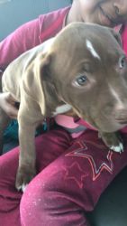 Great puppy needs a new home
