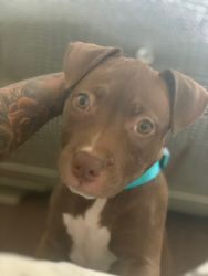 Red nose pit puppy