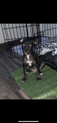 9 week Pitbull Terrier For Sale
