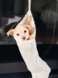 Yorkie/Chihuahua/Pomeranian/Bichon Puppy