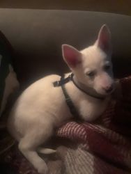 Beautiful Girl Husky / Shepard Puppy