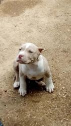 Blue nose pitbull puppies
