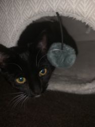 Kitten under 1 yr old ready for new home