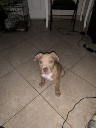 Pit bull puppy for sale