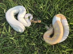 Caimen lizard, Savannah monitor, Two snakes