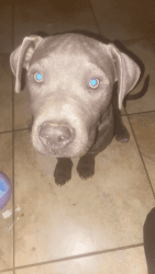 Male blue nose puppy