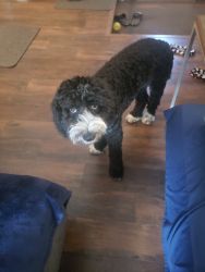 5 month old Sheepadoodle