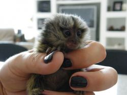 Baby capuchin monkeys and finger Marmoset monkeys