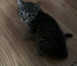 Baby cats for sell