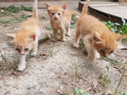 3 Cute Kittens for Adoption