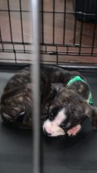 Pitbull terrier puppies 9weeks old