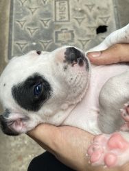 1 month old pakistaani bully dog pure