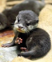 baby Asian small-clawed otters