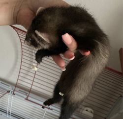 Two months old Ferret