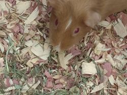 Gunnie pig name Cassidy:one year old