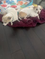 2 Chihuahuas need a good home