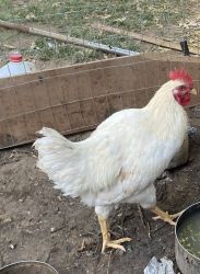 Selling real roosters $20 each needs a home