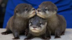 Trained otters for sale