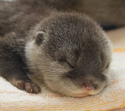 Very affordable otters looking for a new home