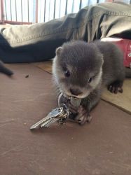 Otter Available