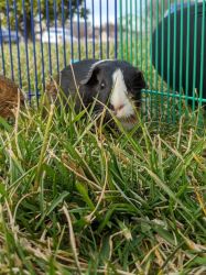 Two female, guinea pigs for sale