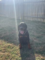 Adult Female Rotty Mix for Free