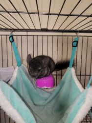 Chinchilla for Sale with cage and all accessories